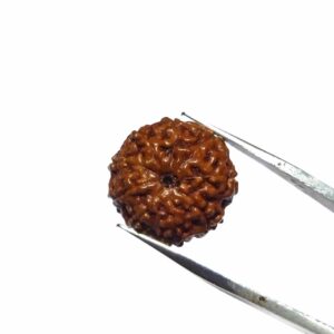 Natural 9 Mukhi Rudraksha Bead, Affordable & Certified  2.25 Gram - Image 5