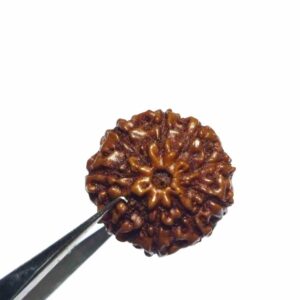 Natural 9 Mukhi Rudraksha Bead, Affordable & Certified  2.25 Gram - Image 7