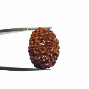 Natural 9 Mukhi Rudraksha Bead, Affordable & Certified  2.25 Gram - Image 8