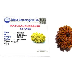 Original 12 Mukhi Rudraksha Bead Authentic & Certified Nepali Rudraksha 3 Gram - Image 2