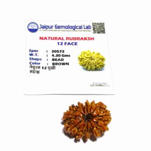Original 12 Mukhi Rudraksha Bead Authentic & Certified Nepali Rudraksha 3 Gram - Image 6