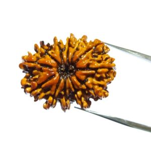 Original 12 Mukhi Rudraksha Bead Authentic & Certified Nepali Rudraksha 3 Gram - Image 3