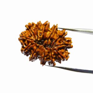 Abhimantrit 12 Mukhi Rudraksha Bead Authentic & Certified Nepali Rudraksha 3 Gram Approx - Image 5