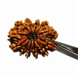 Abhimantrit 12 Mukhi Rudraksha Bead Authentic & Certified Nepali Rudraksha 3 Gram Approx - Image 2