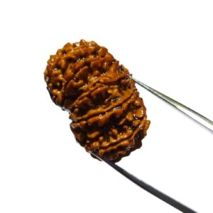 Abhimantrit 12 Mukhi Rudraksha Bead Authentic & Certified Nepali Rudraksha 3 Gram Approx - Image 3