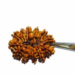 Original 12 Mukhi Rudraksha Bead Authentic & Certified Nepali Rudraksha 3 Gram - Image 7