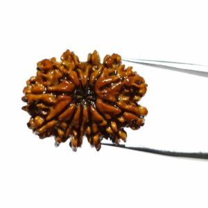 Abhimantrit 12 Mukhi Rudraksha Bead Authentic & Certified Nepali Rudraksha 3 Gram Approx - Image 4