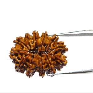 Abhimantrit 12 Mukhi Rudraksha Bead Authentic & Certified Nepali Rudraksha 3 Gram Approx - Image 6