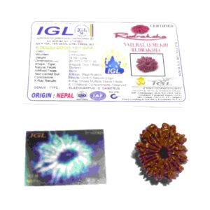 Abhimantrit 13 Mukhi Rudraksha bead With X-ray Report & Certified 26 mm - Image 2