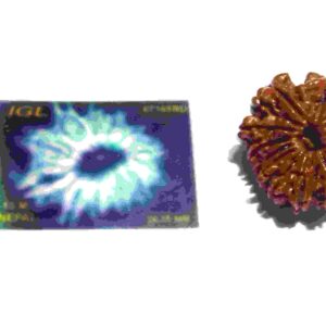 Abhimantrit 13 Mukhi Rudraksha bead With X-ray Report & Certified 26 mm - Image 5