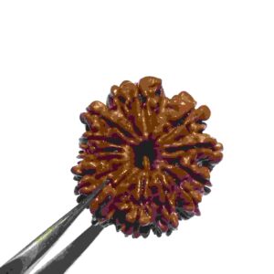 Abhimantrit 13 Mukhi Rudraksha bead With X-ray Report & Certified 26 mm - Image 6
