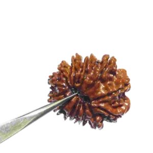 Abhimantrit 13 Mukhi Rudraksha bead With X-ray Report & Certified 26 mm - Image 3