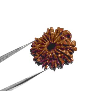 Abhimantrit 13 Mukhi Rudraksha bead With X-ray Report & Certified 26 mm - Image 4