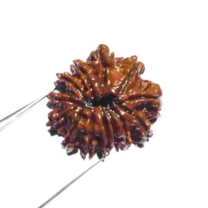 Abhimantrit 13 Mukhi Rudraksha bead With X-ray Report & Certified 26 mm - Image 7