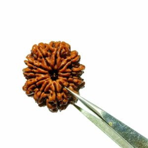 Mantrit (Energized) 11 Mukhi (Nepali) Rudraksha Bead, Affordable & Certified - 26 mm appx with X-Ray Report - Image 2