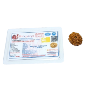 Abhimantrit 14 Mukhi Rudraksha Bead (Nepali) With X-ray Report 4.66 gram & 25.6mm - Image 5