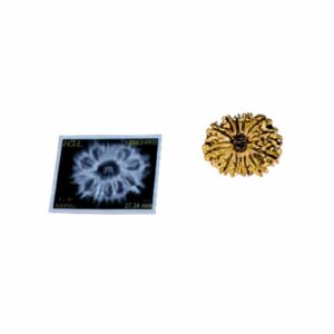 Abhimantrit 13 Mukhi Rudraksha bead With X-ray Report & Certified  27mm & 3.3 gram - Image 4