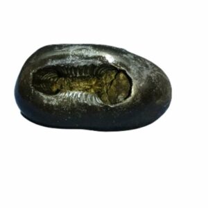 Laxmi Narayan Shaligram & Rare for Health, Wealth & Success 401 Gram (Lakshmi narayan) - Image 1