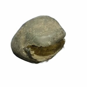 Natural Laxmi Narayan Shaligram Genuine & Very Rare 213 Gram (Lakshmi narayan) - Image 4