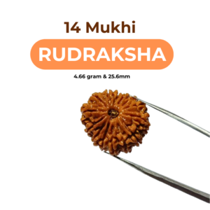 Abhimantrit 14 Mukhi Rudraksha Bead (Nepali) With X-ray Report 4.66 gram & 25.6mm - Image 1
