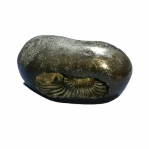 Laxmi Narayan Shaligram & Rare for Health, Wealth & Success 401 Gram (Lakshmi narayan) - Image 4