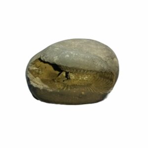 Natural Laxmi Narayan Shaligram Genuine & Very Rare 213 Gram (Lakshmi narayan) - Image 5