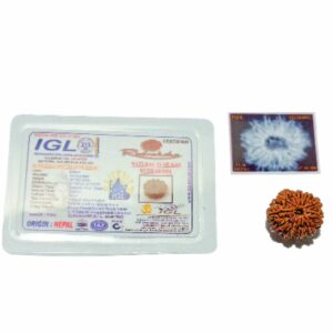 Mantrit (Energized) 11 Mukhi (Nepali) Rudraksha Bead, Affordable & Certified - 26 mm appx with X-Ray Report - Image 5