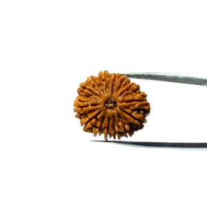 Abhimantrit 14 Mukhi Rudraksha Bead (Nepali) With X-ray Report 4.66 gram & 25.6mm - Image 3