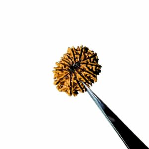 Abhimantrit 13 Mukhi Rudraksha bead With X-ray Report & Certified  27mm & 3.3 gram - Image 5
