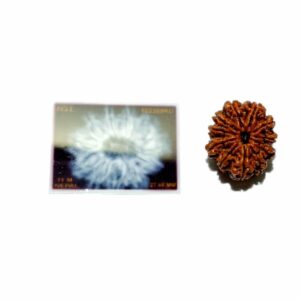 Mantrit (Energized) 11 Mukhi (Nepali) Rudraksha Bead, Affordable & Certified - 26 mm appx with X-Ray Report - Image 4