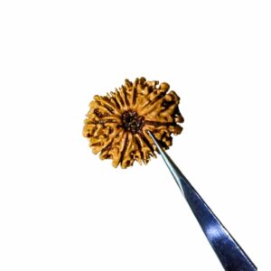 Abhimantrit 13 Mukhi Rudraksha bead With X-ray Report & Certified  27mm & 3.3 gram - Image 3