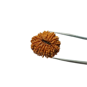 Abhimantrit 14 Mukhi Rudraksha Bead (Nepali) With X-ray Report 4.66 gram & 25.6mm - Image 4
