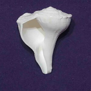 Abhimantrit Dakshinavarti Shankh (Conch) & Original 230 Gram- 15 cm Size - Image 4