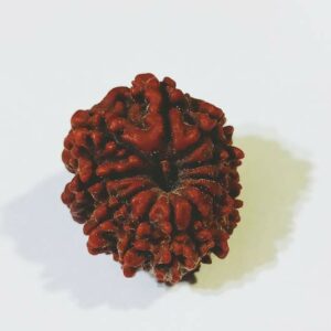 Genuine 11 Mukhi (Nepali) Rudraksha Bead, Affordable & Certified - 2.51+ Gram - Image 3