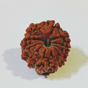 Genuine 11 Mukhi (Nepali) Rudraksha Bead, Affordable & Certified - 2.51+ Gram - Image 2