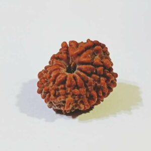 Genuine 11 Mukhi (Nepali) Rudraksha Bead, Affordable & Certified - 2.51+ Gram - Image 7