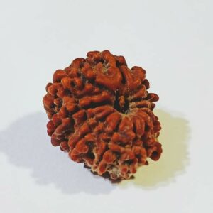 Genuine 11 Mukhi (Nepali) Rudraksha Bead, Affordable & Certified - 2.51+ Gram - Image 5