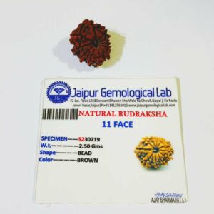 Genuine 11 Mukhi (Nepali) Rudraksha Bead, Affordable & Certified - 2.51+ Gram - Image 4