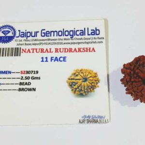 Genuine 11 Mukhi (Nepali) Rudraksha Bead, Affordable & Certified - 2.51+ Gram - Image 1