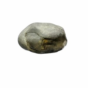 Laxmi Narayan Shaligram 100% Genuine & Rare- 406 Gram (Lakshmi narayan) - Image 3