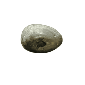 Shaligram Laxmi Narayan 100% Genuine & Rare- 338 Gram (Lakshmi narayan) - Image 2