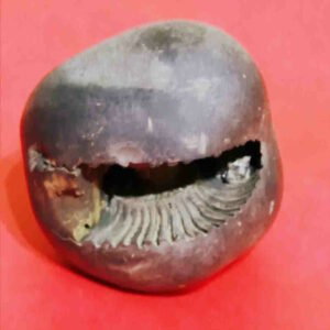 Rare Laxmi Narayan Shaligram 100% Genuine - 380 Gram (Lakshmi narayan) - Image 2