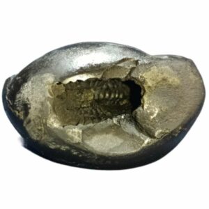 Laxmi Narayan Shaligram 100% Genuine & Rare 104 Gram (Lakshmi narayan) - Image 4