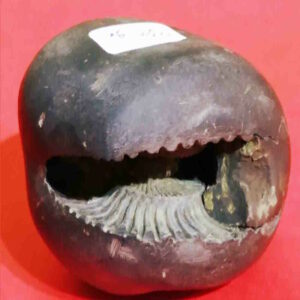 Rare Laxmi Narayan Shaligram 100% Genuine - 380 Gram (Lakshmi narayan) - Image 3