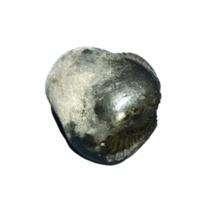 Rare Laxmi Narayan Shaligram 100% Genuine - 268 Gram (Lakshmi narayan) - Image 3