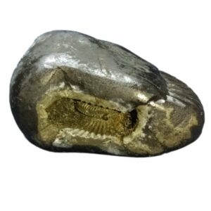 Rare Laxmi Narayan Shaligram 100% Genuine - 131 Gram (Lakshmi narayan) - Image 3