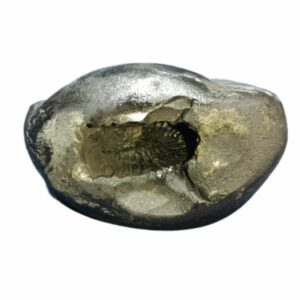 Laxmi Narayan Shaligram 100% Genuine & Rare 104 Gram (Lakshmi narayan) - Image 2