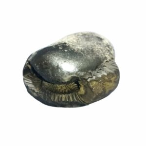Rare Laxmi Narayan Shaligram 100% Genuine - 268 Gram (Lakshmi narayan) - Image 1