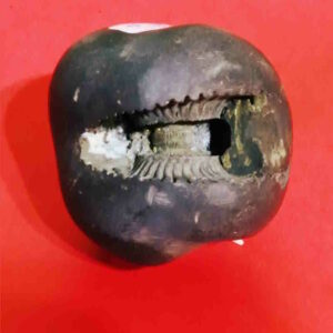 Rare Laxmi Narayan Shaligram 100% Genuine - 380 Gram (Lakshmi narayan) - Image 1