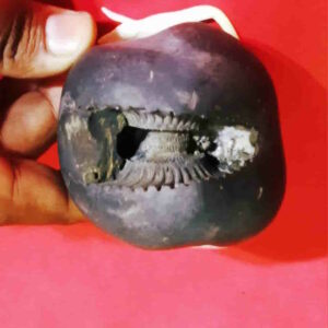 Rare Laxmi Narayan Shaligram 100% Genuine - 380 Gram (Lakshmi narayan) - Image 4